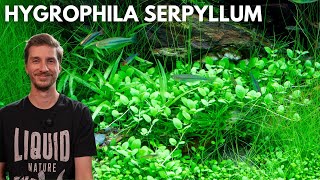 Hygrophila serpyllum | Liquid Nature Pflanzenvorstellung
