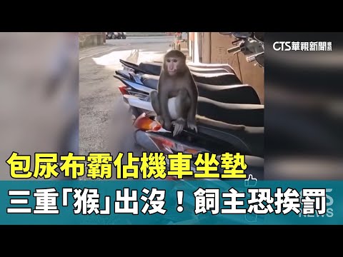 三重「猴」出沒！　包尿布霸佔機車坐墊　飼主恐挨罰