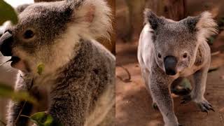 Download lagu Cute Koala Bears Playing: The Funniest Koala Videos You'll Ever See! mp3 Download lagu Cute Koala Bears Playing: The Funniest Koala Videos You'll Ever See! mp3