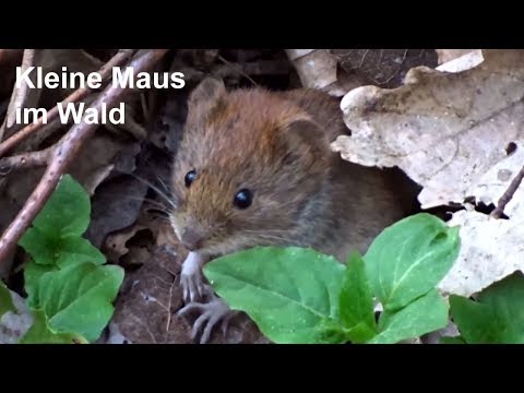 Kleine Maus im Wald