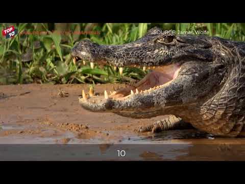 Animal World 🐳 TOP 10 JAGUAR VS CAIMAN CROCODILE MOMENTS