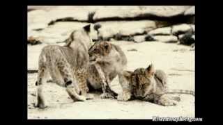 Kora Last Days of George Adamson Kampi Ya Simba - Part 3 Photographers View