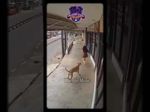 Cachorro salva mulher #shorts#viral#memes#comedy#fy#humor#short#video#yt#viralvideo#ia#ias#lula#ai