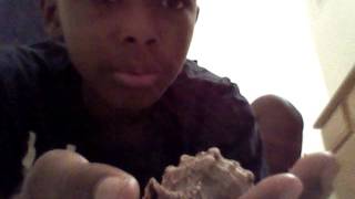 NEW FAMILY MEMBERS and good news and bad news