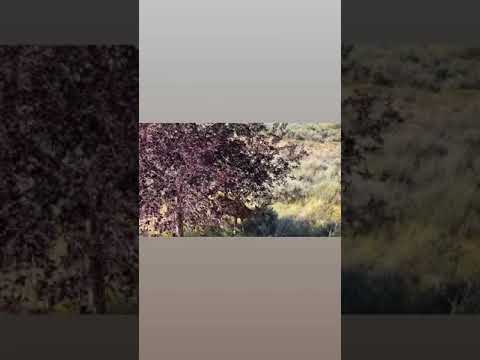 Avi Angel (IG Story)