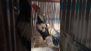 Download lagu Suara Ayam Bangkok Widu mp3