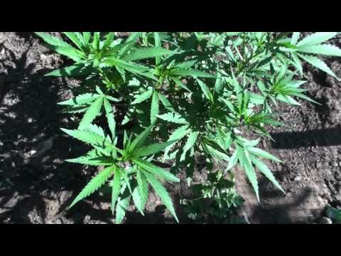 CheeseQuake - Jack The Ripper - Cheese Krush