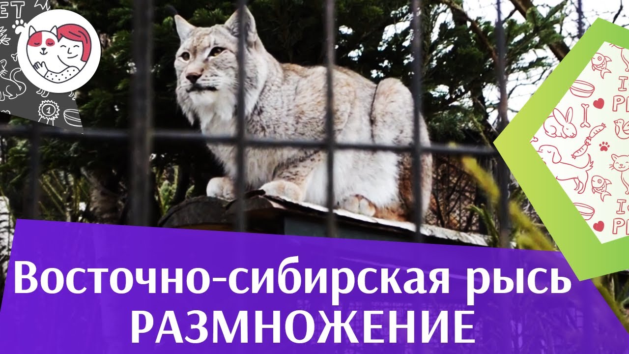Восточно сибирская рысь Размножение на ilikepet