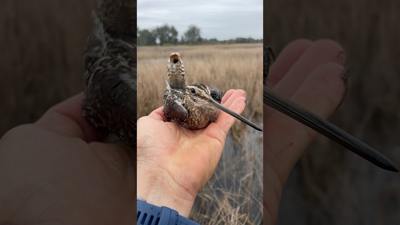 I present to you . . the Legendary Snipe!! #mythical #birding #birdnerd #snipe