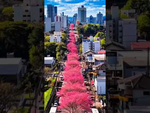 Chapecó: A Capital do Oeste Catarinense! 🏙️💚