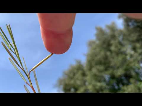 Dissémination des graines de la cardamine hirsute