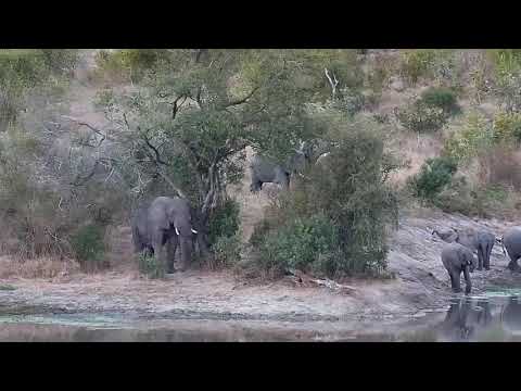 Djuma: Elephant herd with some very vocal ones - 17:00 - 06/12/21