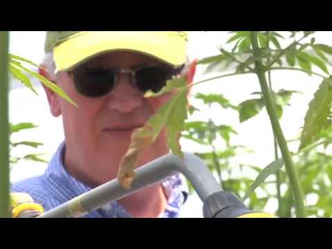 Centennial Seeds video