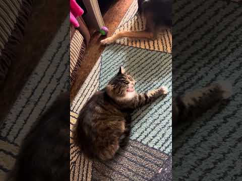 Foggy cat. 4 years a stray.