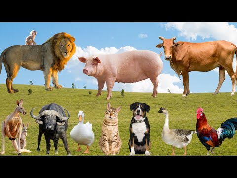 🌾🌿 Nông Trại Cùng Thức Giấc ! Gà Gáy–Chó Sủa–Mèo Meo 🎶  Âm Thanh Tự Nhiên Thư Giãn Cực Chill 🐔🐶🐱