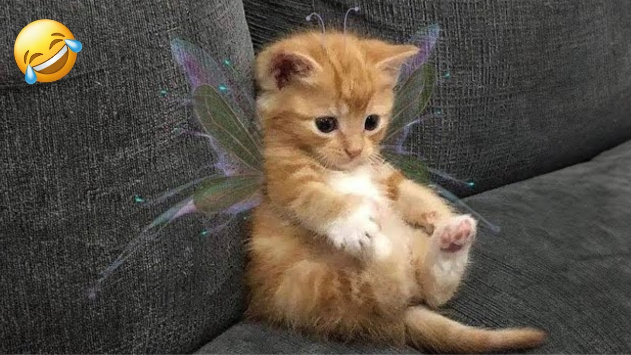 The Most Hilarious Cats and Dogs on the Internet 🐱🐶 | Funny Pet Videos!