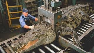Proses Presisi Industri Kulit Buaya Terekam dalam Dokumenter Bergaya Sinematik