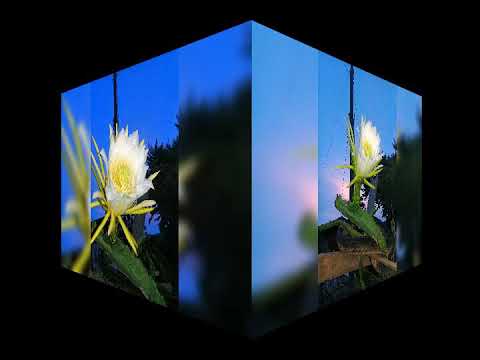 suab nkj paj muaj pos