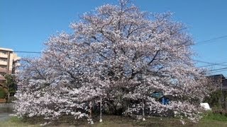 preview picture of video '【熊本市東区】隠れた桜の名所【2013.3.21】'