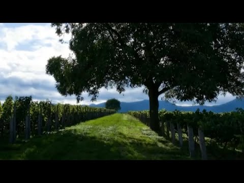 Dvorak: Serenade for String Orchestra in E Major, Op. 22 ...