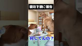 【猫ミーム】大学受験でやらかしまくった話 #猫ミーム #あるある #shorts