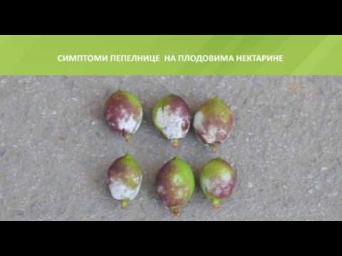 Zelena prognoza, 22.5.2017. - O stanju u zasadima bresaka i nektarina