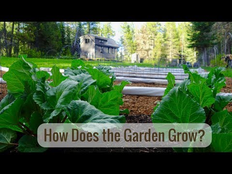 Life in a Tiny House called Fy Nyth - How Does Your Garden grow?
