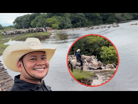 It's time to take the cattle and horses through the water.