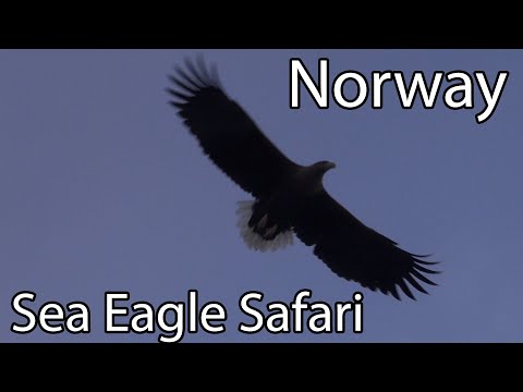 Sea Eagle Safari in Trollfjord, Lofoten, Norway