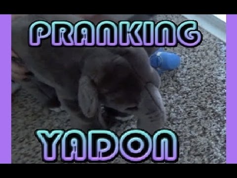 Pranking Yadon