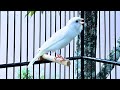 Your Canary Won T Stop Singing Play This Song Best Canary Training