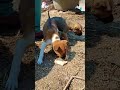 Agar Roti Khilane Ki Aukat Na Ho To Mara Bhi Mat Karo Masoom Ko Bhi Dard Hota Hai Shorts