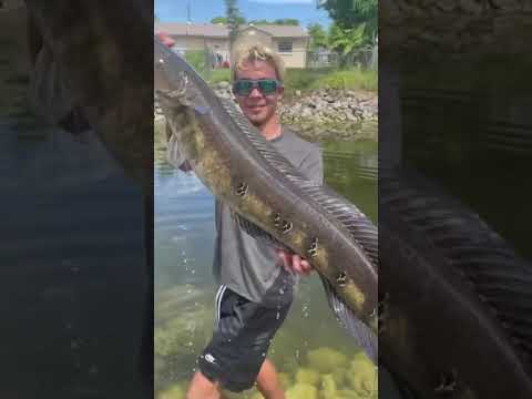 Double digit snakehead in Miami ! #shorts #snakehead #fishing