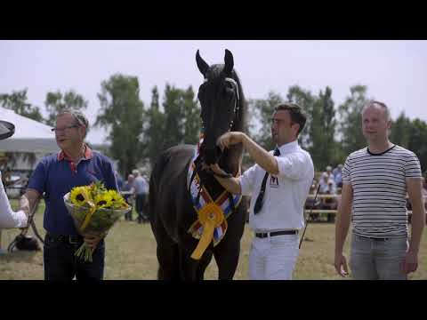 Fokdag Het Friesche Paard Zuid-Nederland 2019