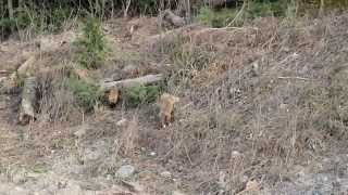 preview picture of video 'Fox Kits at Play'