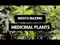 Most Amazing Medicinal Plants | Medicinal Nursery Plants By Lilly Beauty Mantra