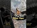 White Tiger ATTACK In Delhi Zoo Video Explain Thejunglestories Whitetigerindia