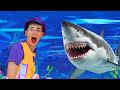 Sharks in the Water! 🦈 | Kids Funny Songs