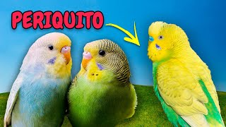 Som dos Animais. Periquito Cantando