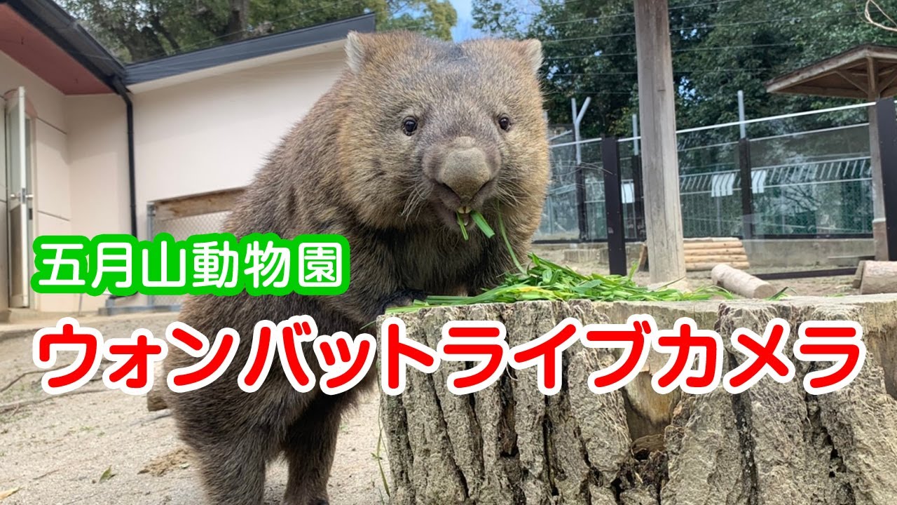 五月山動物園　ウォンバットライブカメラ　～世界で唯一のウォンバットのライブ映像をお届け～