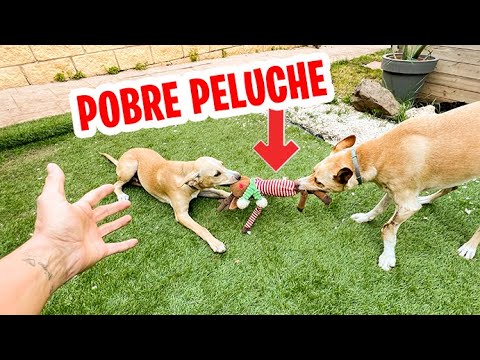 MANGO le roba LOS JUGUETES a Max ¡Son ADORABLES!