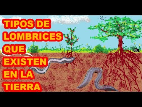 La mejor limpieza de los parásitos Plague el paso por el parásito
