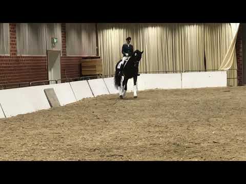 Freiherr von Stein (Millenium x Perechlest) warming up auf der Trakehnerhengstmarkt 2019