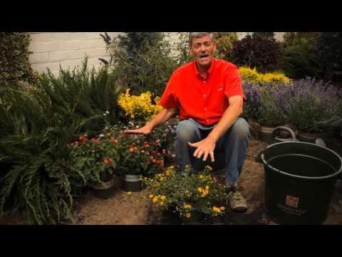 How to Prepare Soil to Plant Lantana : Garden Savvy