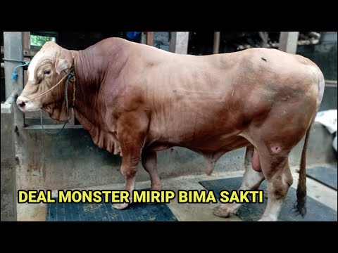 TLESSER‼️DEAL SAPI MONSTER MIRIP BIMA SAKTI