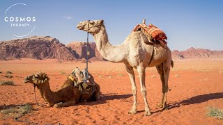 World of Camels | A Short Documentary | Wildlife | Animals Documentary
