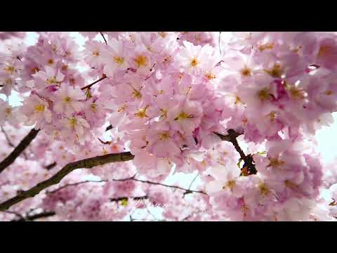 [4k 고화질] 나랑 벚꽃 구경갈래? 걷고싶은 거리 , 벚꽃 산책,자연영상 ,봄 ,힐링영상 , 벚꽃풍경 ,자연풍경 , 마음이 편해지는 영상,자연의소리