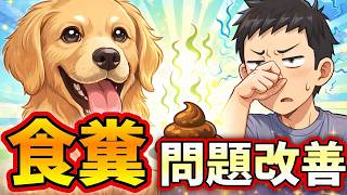 愛犬の食糞問題改善方法【愛犬教育NG！人間教育YES！】