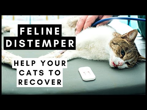 Feline Distemper: Help your cats recover from this Virus!
