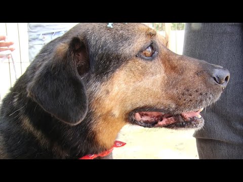 Cães vão para adoção em Rio Claro no final de semana